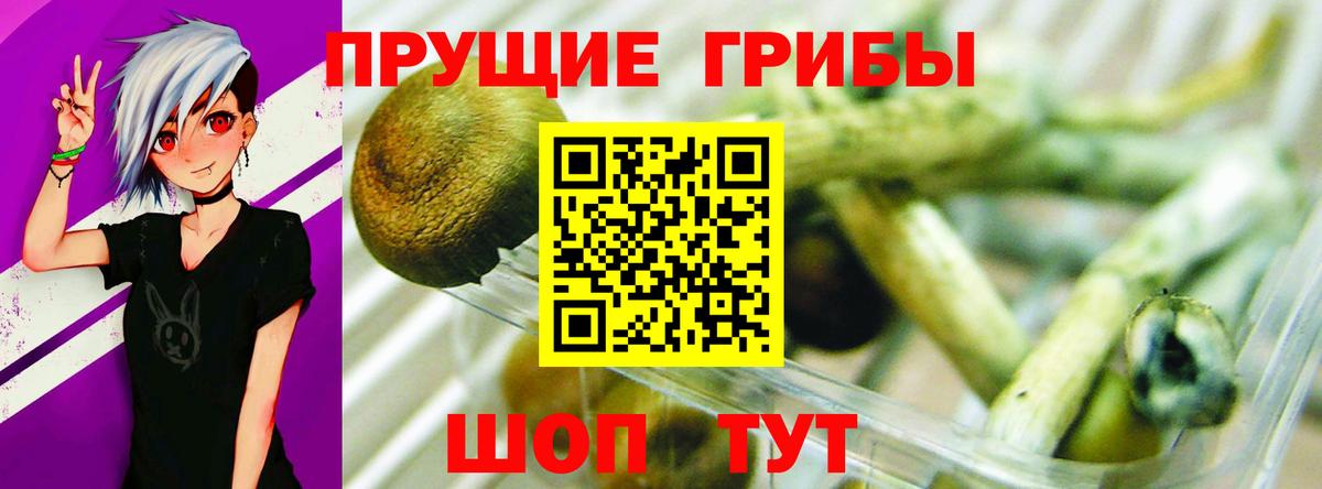 Псилоцибиновые грибы Psilocybine cubensis Южноуральск